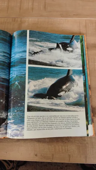 El reino animal Reportajes fotográficos.