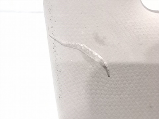 PARASOL DERECHO AUDI A5 SPORTBACK (8T)