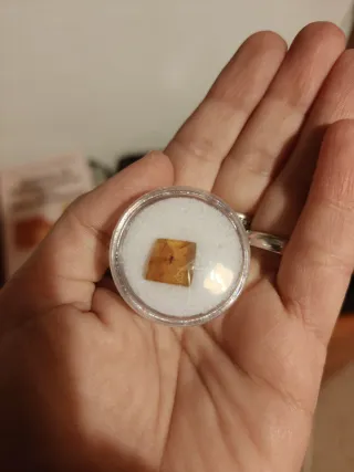 Ámbar Báltico Auténtico con Insecto Fósil