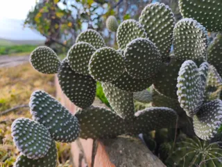 Cactus Opuntia microdaisy orejitas de Mickey