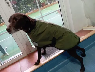 Capa-abrigo para perro