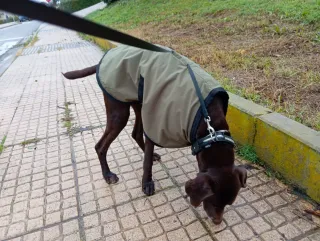 Capa-abrigo para perro