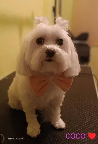 PERRUQUERÍA canina almenara