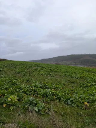 Grelos en finca del Deza