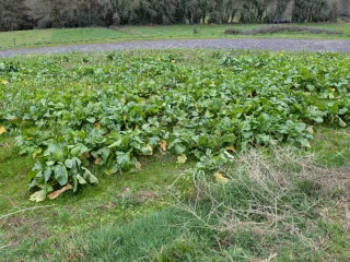 Grelos en finca del Deza