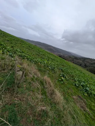 Grelos en finca del Deza