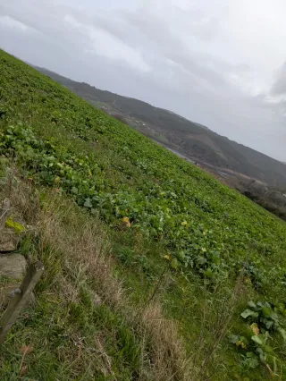 Grelos en finca del Deza