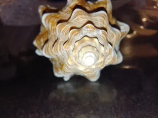 Conchiglia Volpe Striata