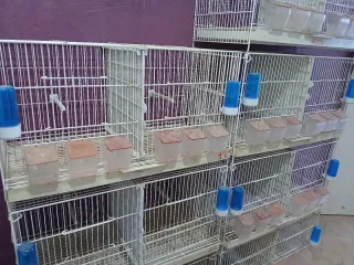 7 gabbie di allevamento marca Pedro in buone condizioni