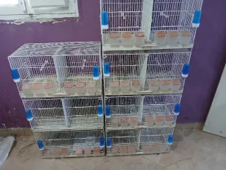 7 gabbie di allevamento marca Pedro in buone condizioni