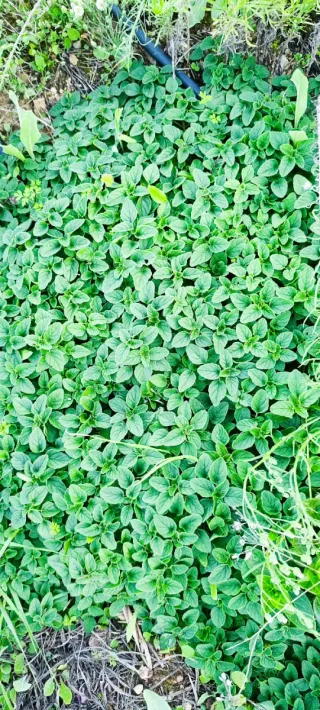 Terreno rústico rugat (Gandía)