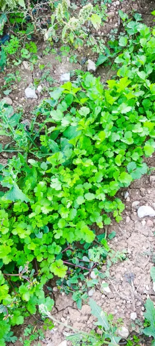 Terreno rústico rugat (Gandía)