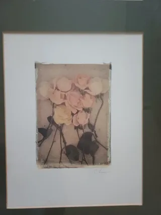 Coppia quadri stampe botaniche