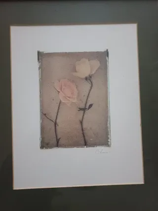 Coppia quadri stampe botaniche