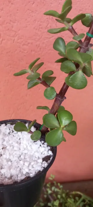 Pianta grassa a forma di cuore con fiocco