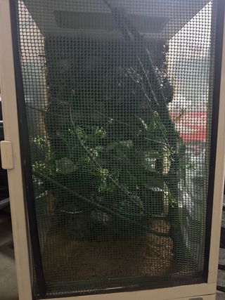 Terrario para reptiles