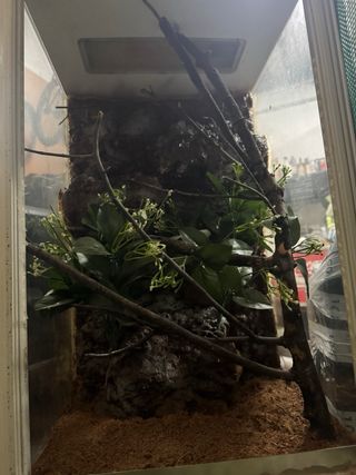 Terrario para reptiles