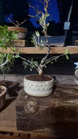 Bonsái de olivo en maceta