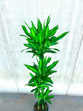 Planta interior/exterior “Drácena Hawaii Silindo”