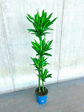 Planta interior/exterior “Drácena Hawaii Silindo”