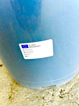 Planta interior/exterior “Drácena Hawaii Silindo”