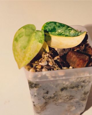 Scindapsus Apolaki 04