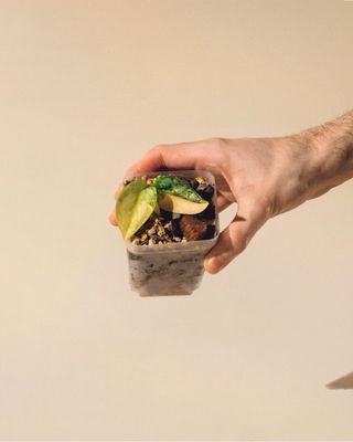 Scindapsus Apolaki 04