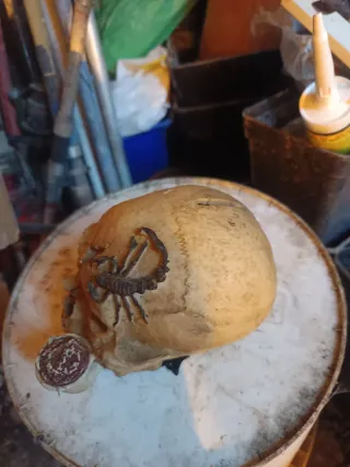 Calavera decorativa terror