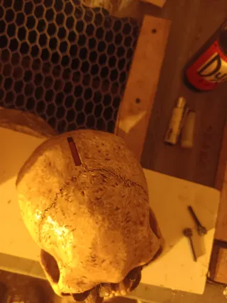 Calavera decorativa terror