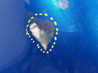 PARAGOLPES TRASERO PEUGEOT 1007 9HZ