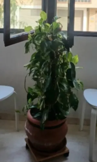 Poto con maceta terracota