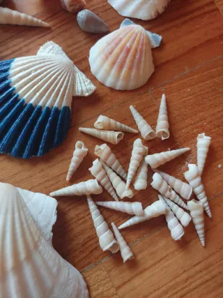 Set conchiglie decorative miste