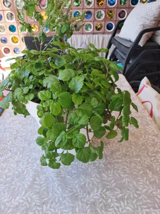 Se necesita interina para mujer mayor de 92 años..