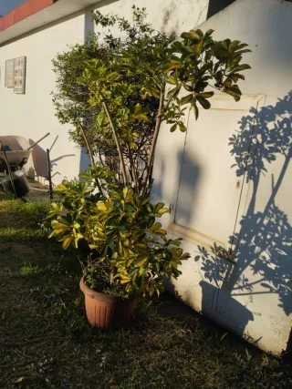 Planta Cheflera en Maceta