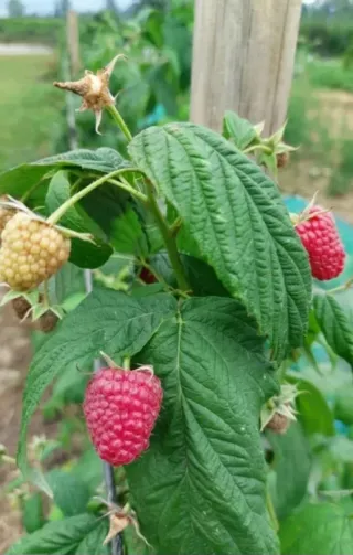 10 Plantas de Frambuesa