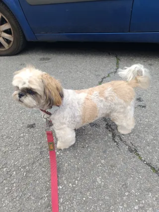 Transportín para mascotas