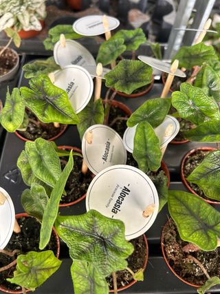 Alocasia Jacklyn en maceta 6cm