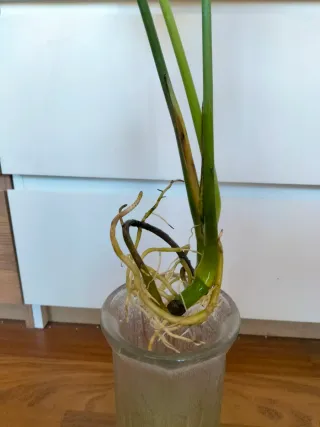 Monstera Deliciosa talea