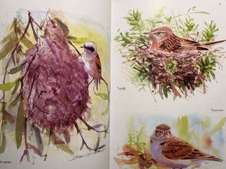 Colección de libros sobre aves.