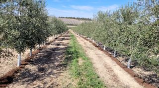 Cazo repartidor (escampador) per a tractor