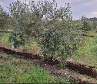 Cazo repartidor (escampador) per a tractor