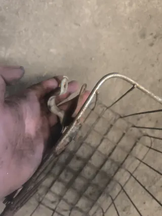 Cesta de bicicleta antigua de alambre