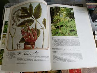 ENCICLOPEDIA DE LAS HIERBAS