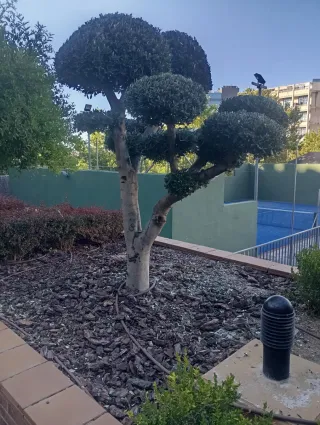 Jardinero y mantenimiento de piscinas programador