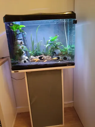 Acuario BOYU 60 L completo con mueble Tetra