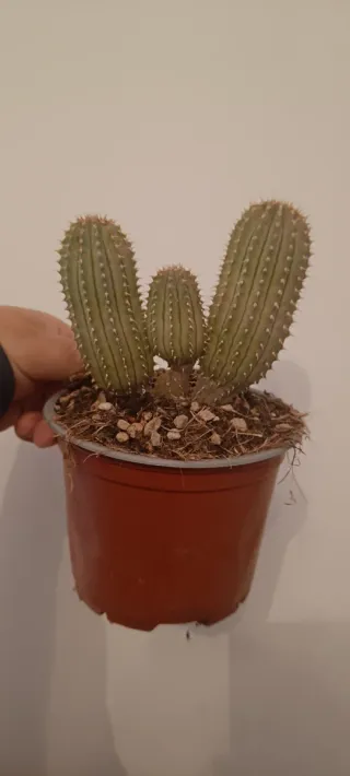 Hoodia Gordinii Planta Suculenta