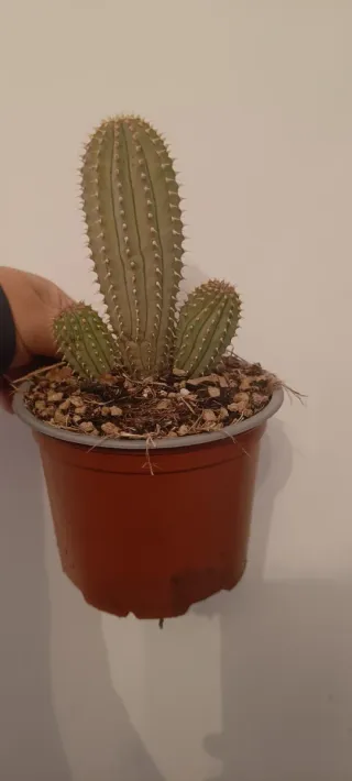 Hoodia Gordinii Planta