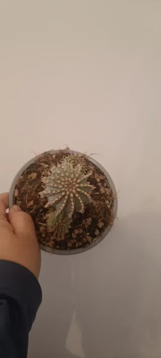 Hoodia Gordinii Planta