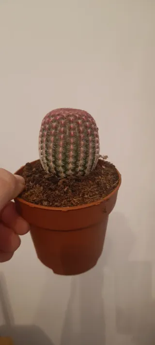 Echinocereus rigidissimus rubispinus cactus