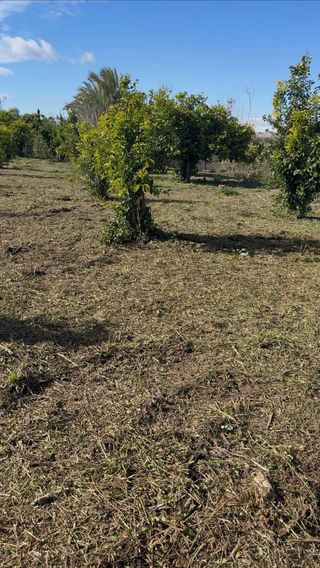 Desbroces de huertos